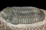 Plate With Five, Five Large Struveaspis Trilobites - Jorf, Morocco #174195-8